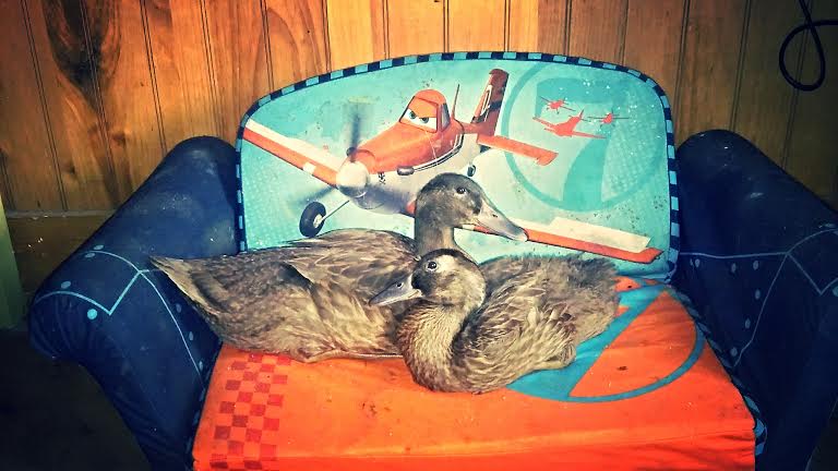 Gurtrude and Fredrick